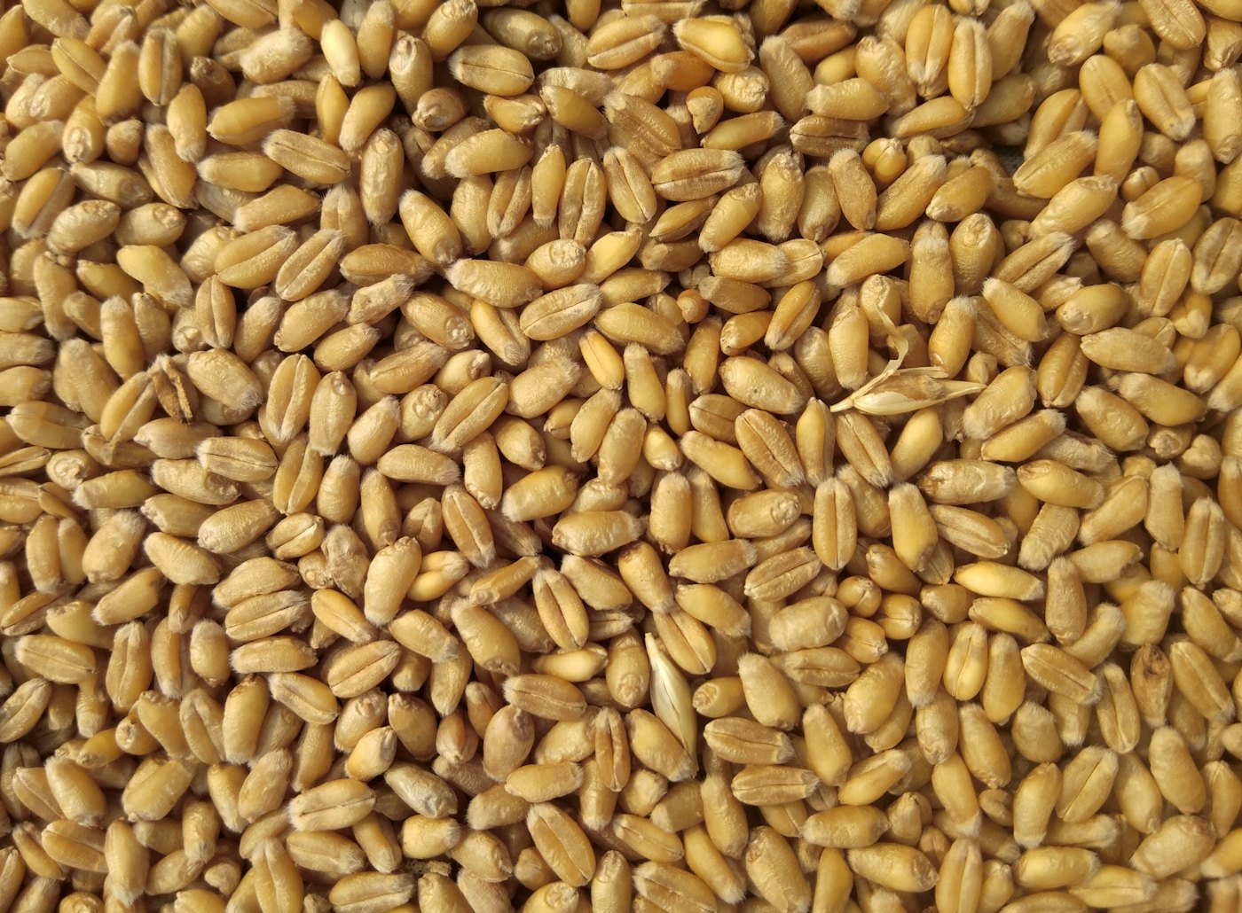 Flours and grains